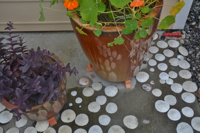 collected sand dollars